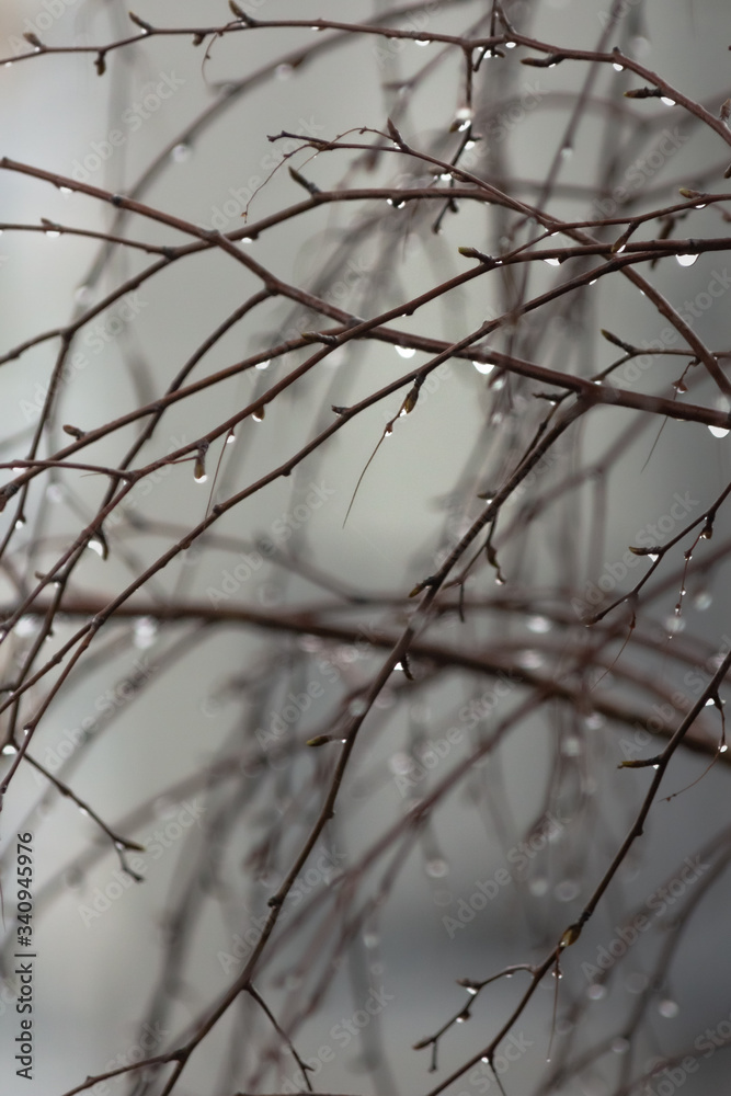 Raindrops on birch branches.
Raindrops on birch branches.