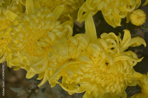 Close up of beautiful yellow chandramallika, scientific name chrysanthemums, chrysanths, asteraceae growing in an open garden, selective focusing