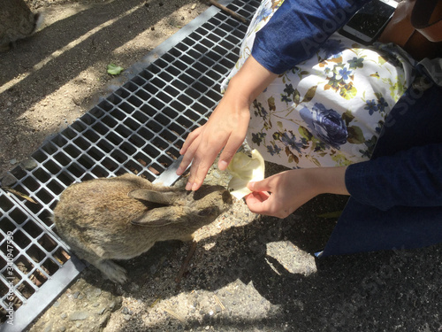 Feeding rabbits on Okunoshima in Japan  photo