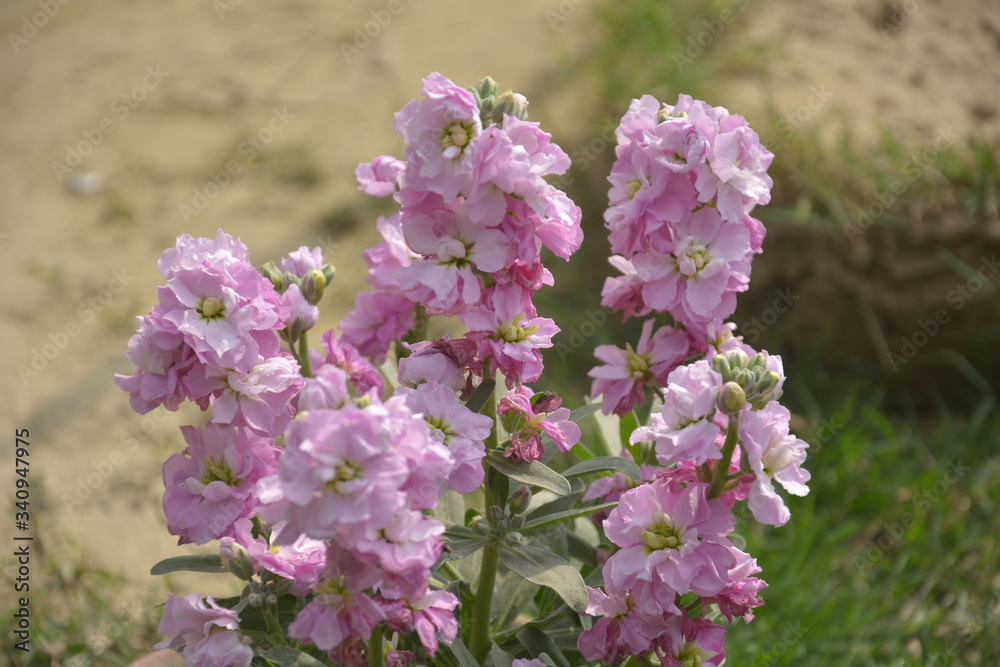 Obraz premium Close up of purple color stock flowers, scientifically known as matthiola incana, common name “night-scented stock” or “evening-scented stock”