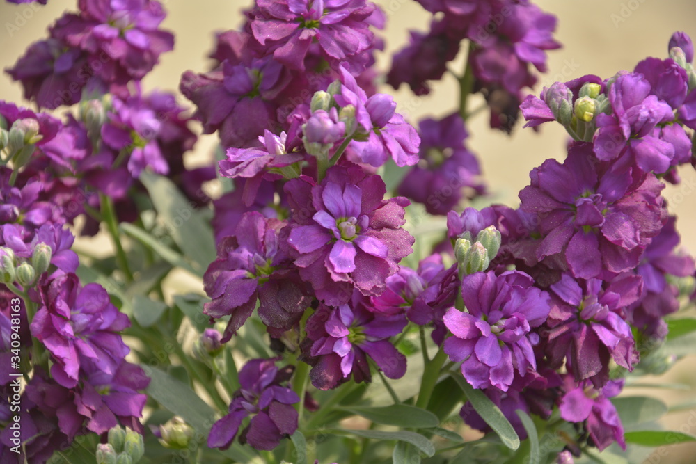 Close up of purple color stock flowers, scientifically known as matthiola incana, common name “night-scented stock” or “evening-scented stock” Close up of purple color stock flowers, scientifically known as matthiola incana, common name “night-scented stock” or “evening-scented stock”