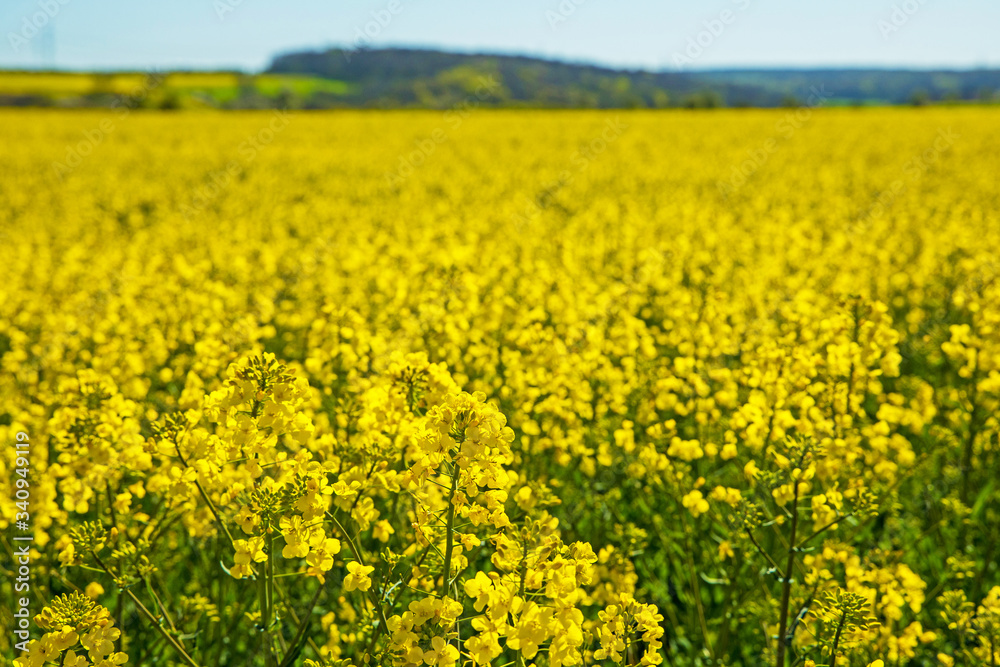 landscape with flowering rape field in thuringia landscape with flowering rape field in thuringia
