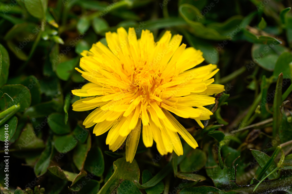Macro image of a yellow dandelion. Yellow flower, weeds. Macro image of a yellow dandelion. Yellow flower, weeds.