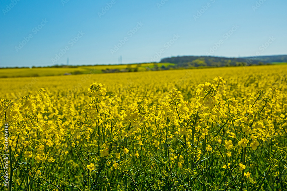 landscape with flowering rape field in thuringia landscape with flowering rape field in thuringia