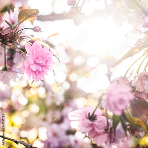 Sakura flower in the garden. Natural sakura background. Spring concept. Selective focus.