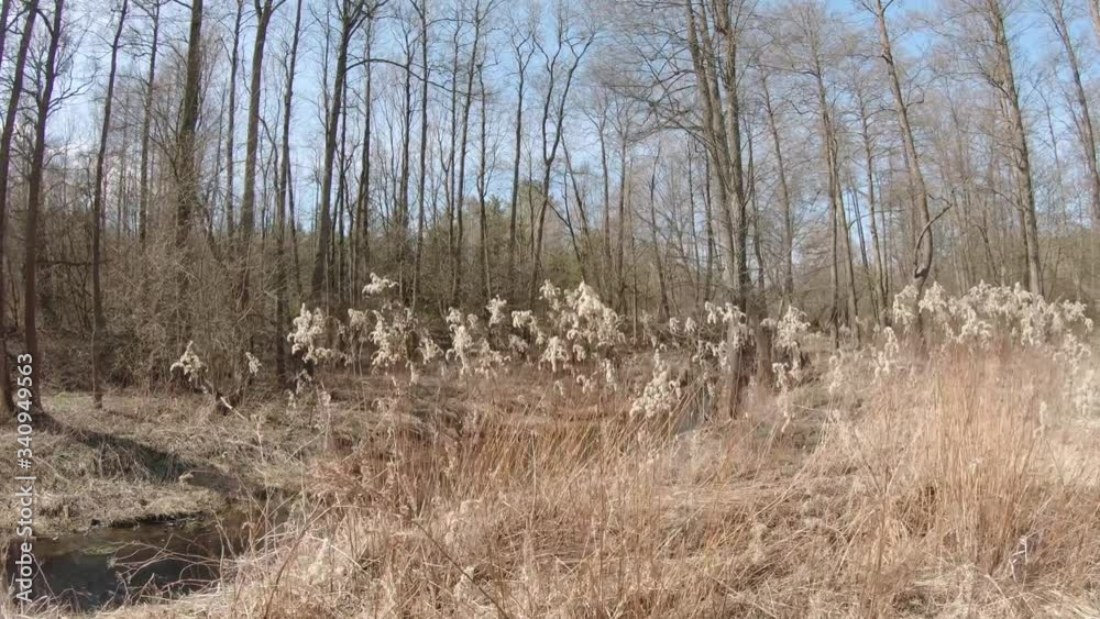 Dry plants Goldenrod Canadian Solidago Dry plants Goldenrod Canadian Solidago