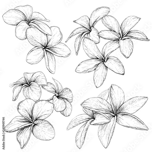 Plumeria. Hawaii, Bali, Indonesia, Shri-Lanka Tropical Necklace Flowers. Vector Illustration