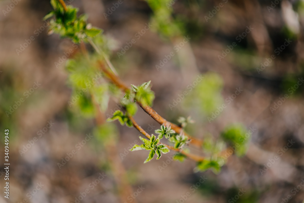 young leaves of raspberry bushes on the stems close-up with a blurred background and shallow depth of field young leaves of raspberry bushes on the stems close-up with a blurred background and shallow depth of field
