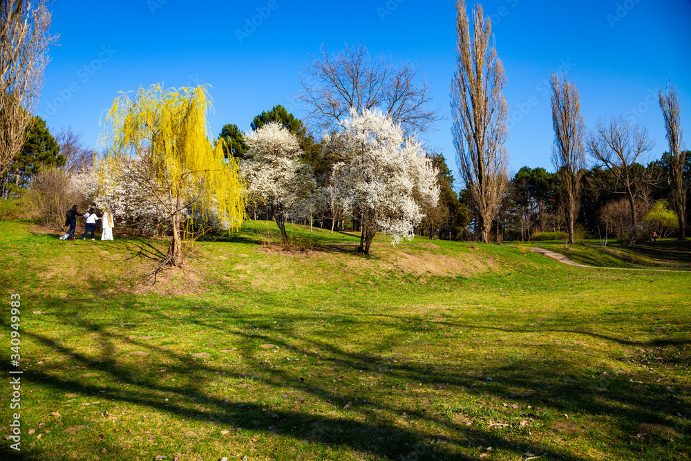 Obraz premium Lawn and blooming cherries in the park.
