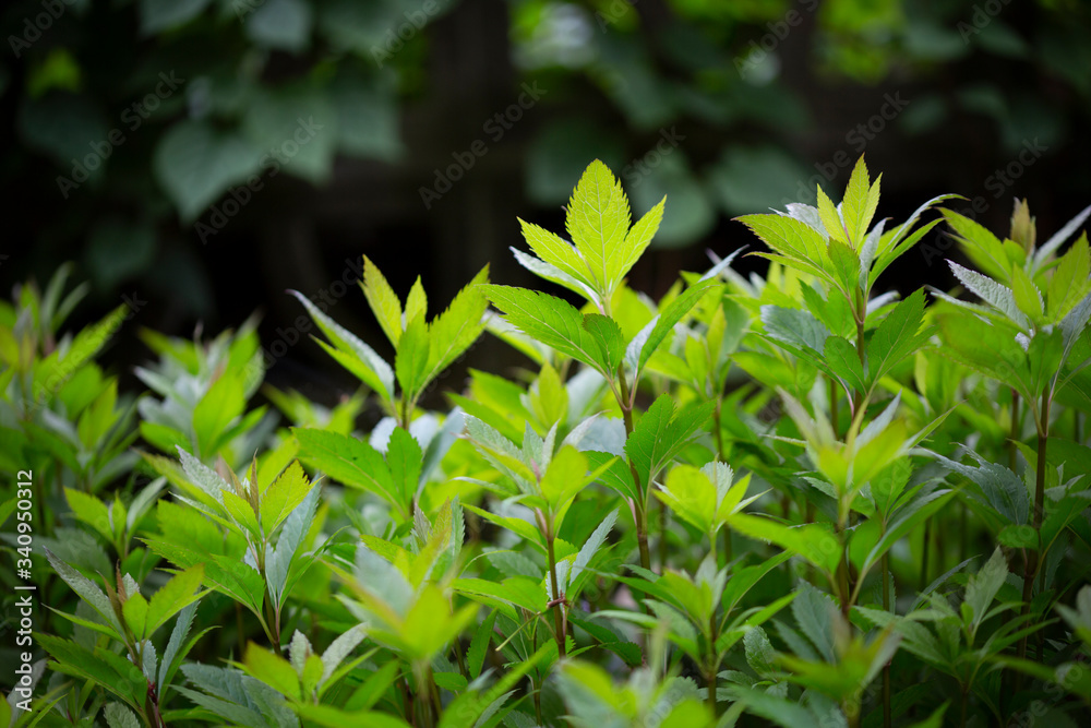 Obraz premium 新緑の葉