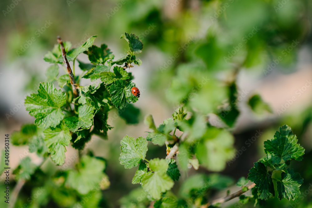 Koktsinellida insect red ladybug on a fresh green leaf of a currant bush close-up with a blurred background Koktsinellida insect red ladybug on a fresh green leaf of a currant bush close-up with a blurred background