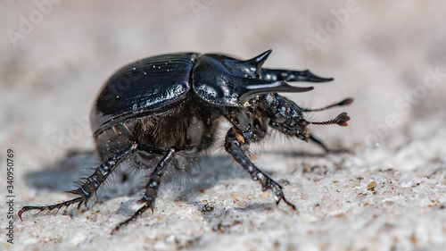 Scarabée Minotaure (Typhaeus typhoeus)