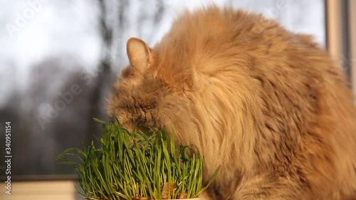 Pet grass, cat grass. A fluffy cat eats cat grass.