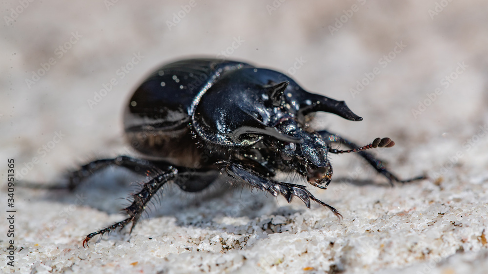 Scarabée Minotaure (Typhaeus typhoeus) Scarabée Minotaure (Typhaeus typhoeus)