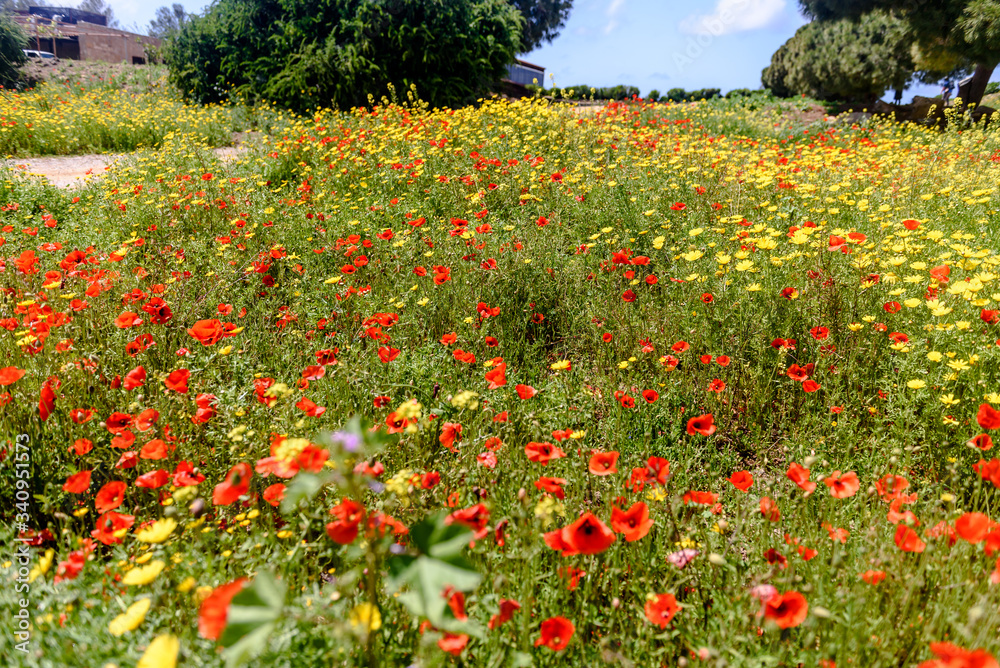 field with green grass and red poppies against the sky field with green grass and red poppies against the sky
