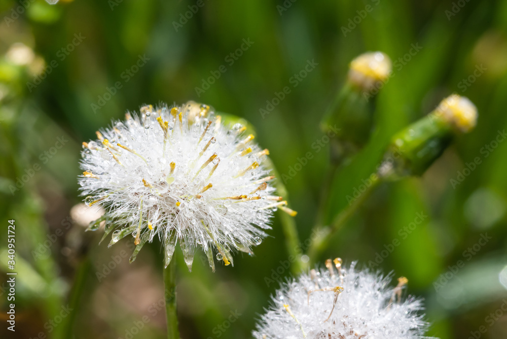 Macro dandelion. Close-up fluffy white small flower covered with dewdrops on a background of green grass. Macro dandelion. Close-up fluffy white small flower covered with dewdrops on a background of green grass.