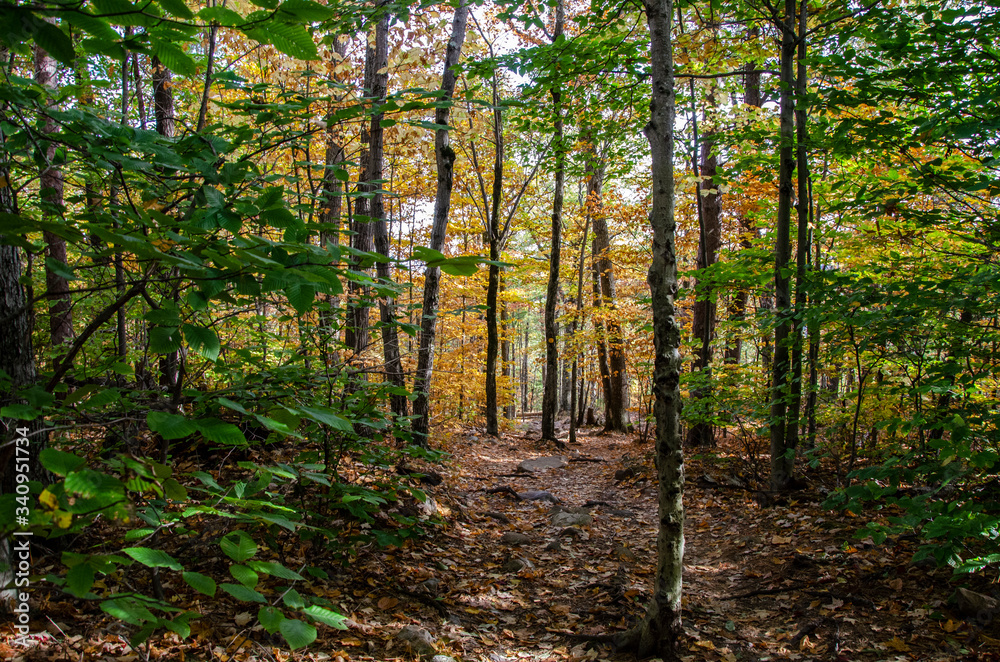 Obraz premium forest in autumn