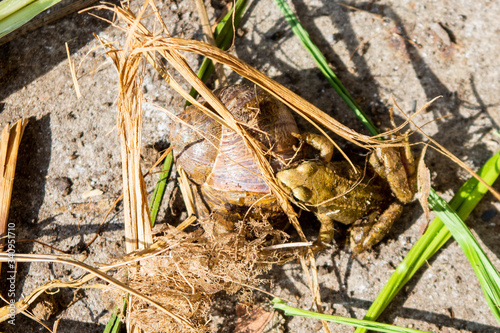 A very small common frog Rana temporaria resting next to an empty snail shell with various bits of plant debris around