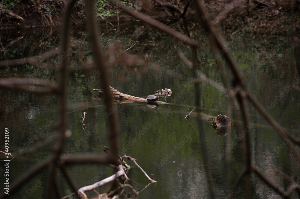 Fototapeta premium turtle