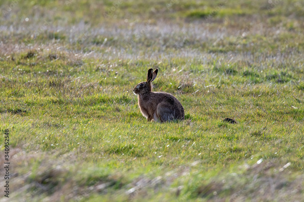 Fototapeta premium Brown hare (Lepus europeaus) in an English field on a sunny spring evening