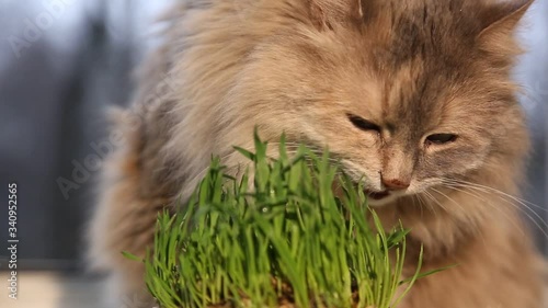 Pet grass, cat grass. A fluffy cat eats cat grass.