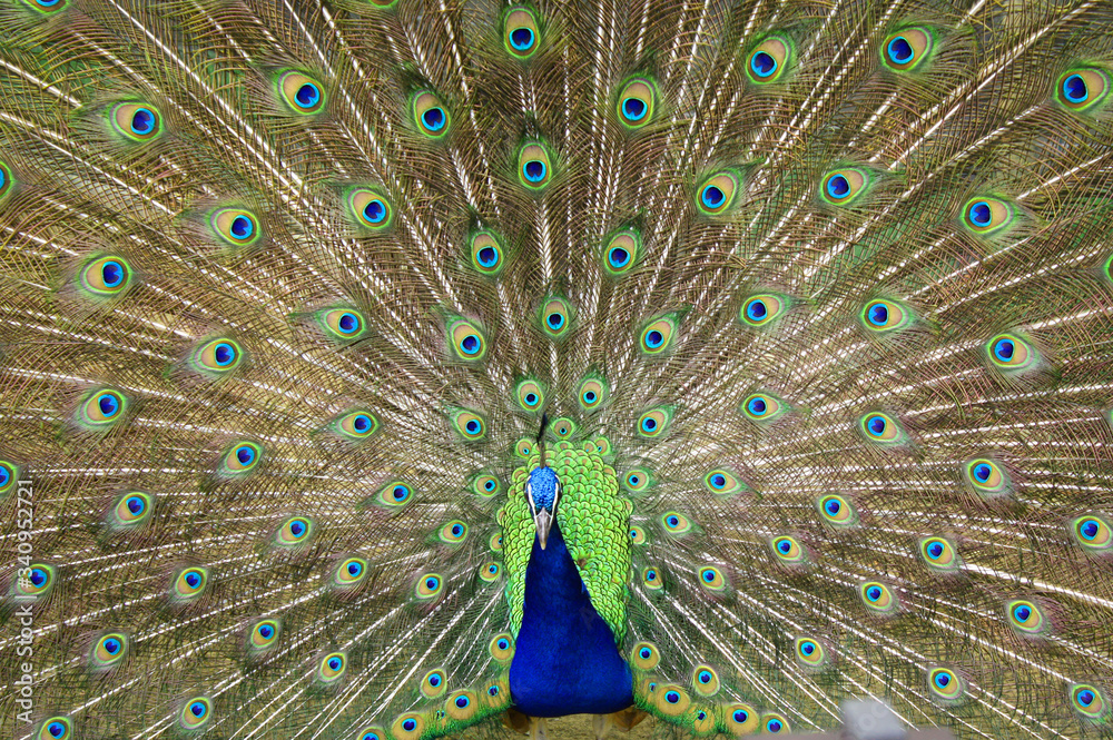 Naklejka premium peacock