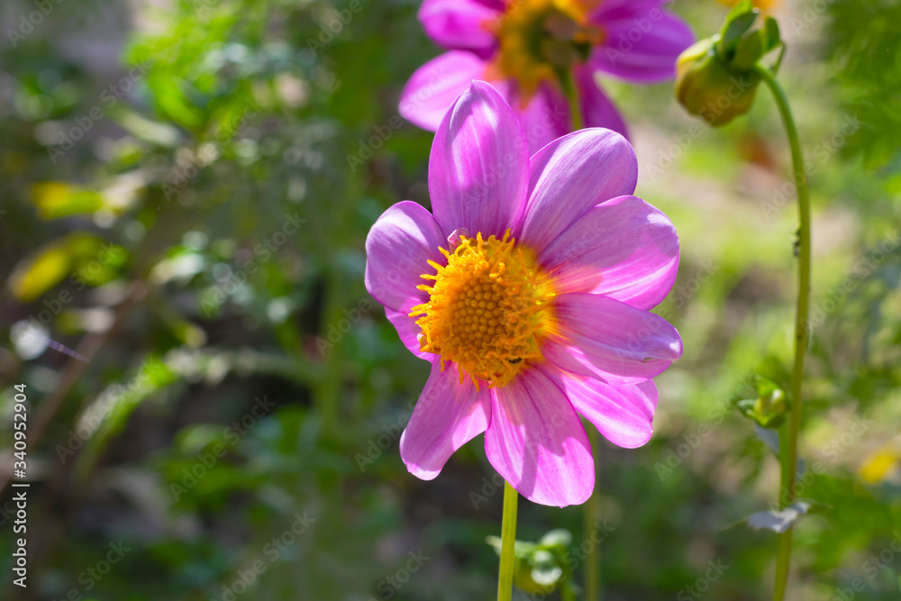 Fototapeta premium A beautiful pink dahlia flower in a garden