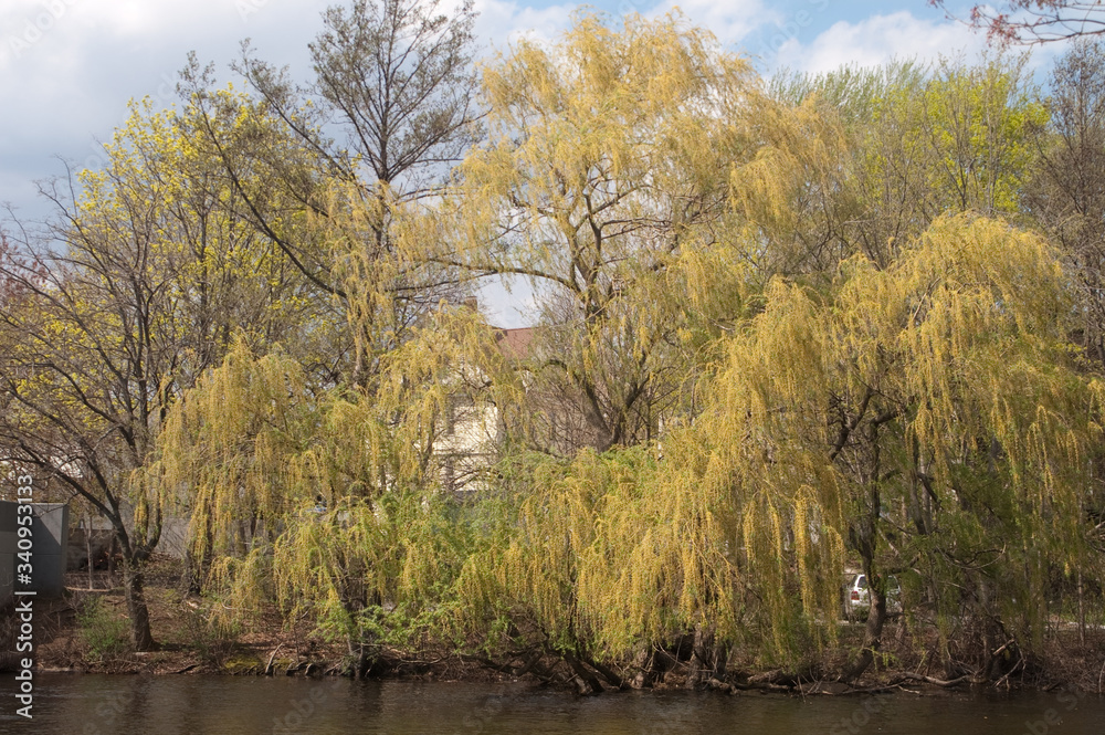 Fototapeta premium Weeping willow along the Charles River in Watertown MA