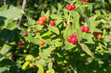 Winterberry (Ilex verticillata) on branches