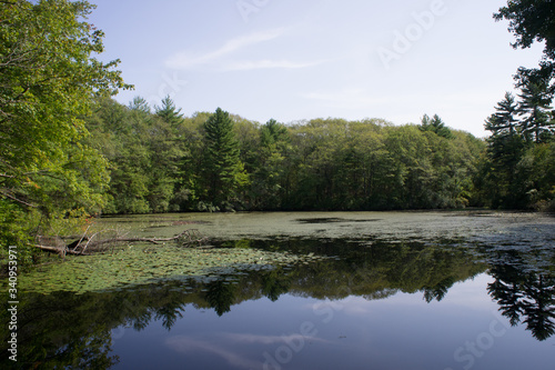 Pond in Noanet woods, Dover MA during the summer photo