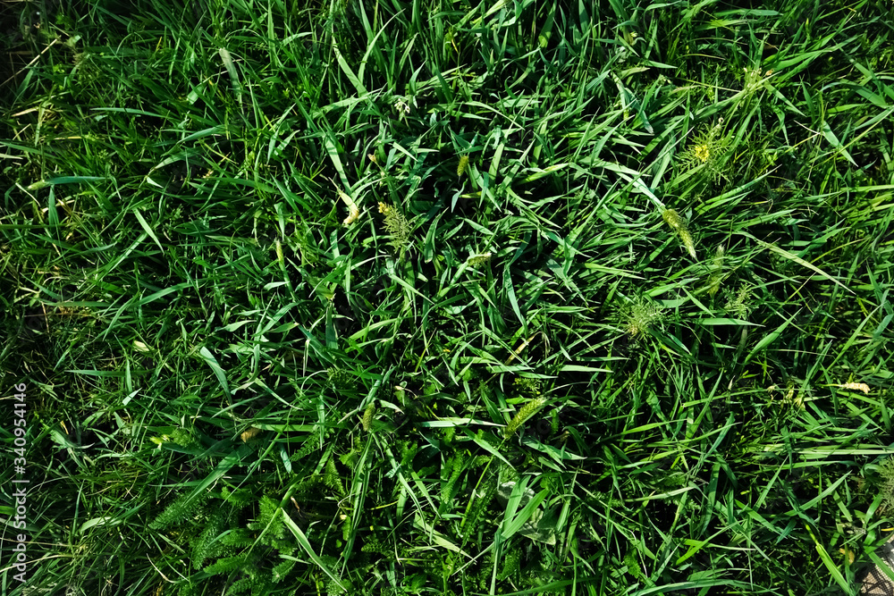 Green juicy spring grass. Spring background
Green juicy spring grass. Spring background
