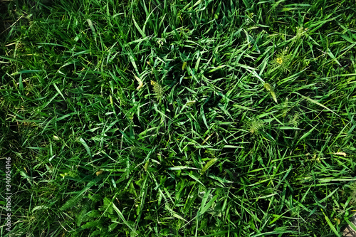 Green juicy spring grass. Spring background 