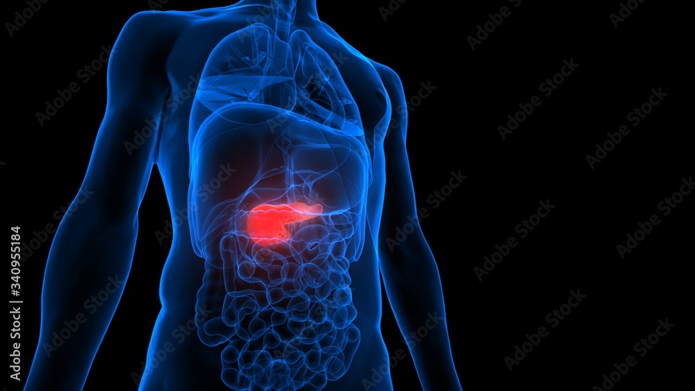 Human Internal Organ Pancreas Anatomy Stock Illustration | Adobe Stock