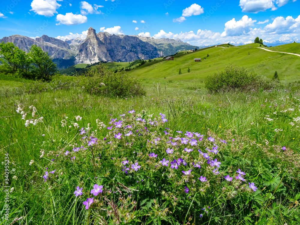 Obraz premium Alpine flowers flourish in the strong summers sunshine on the hills around Livigno, Italy