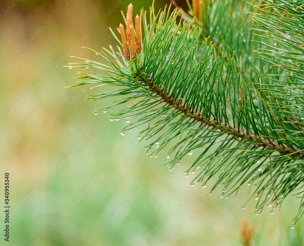 Young Pine shoots on tops of pine branches. Nature concept for design. Young Pine shoots on tops of pine branches. Nature concept for design.