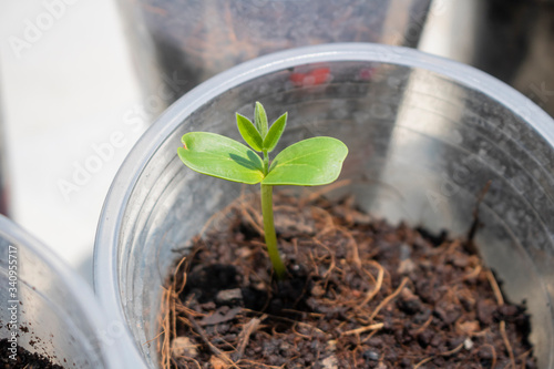 Dicotyledon seedlings