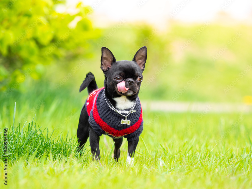 Black Chihuahua, in the Summer on the Sunny meadow.