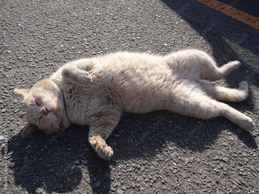 Fototapeta premium 寝転ぶ猫