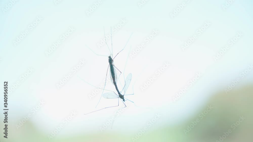 Mosquitoes have sex on window 4K Mosquitoes have sex on window 4K