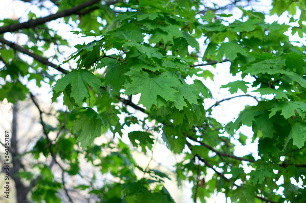 Young spring leaves of canadian maple Young spring leaves of canadian maple