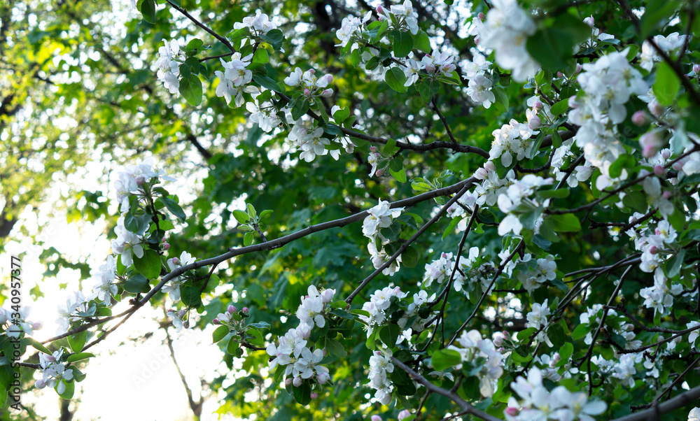 Blooming apple tree against the setting sun in spring. Blooming apple tree against the setting sun in spring.