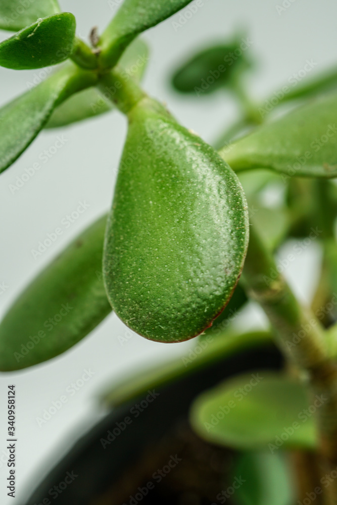Planta suculenta primer plano Planta suculenta primer plano