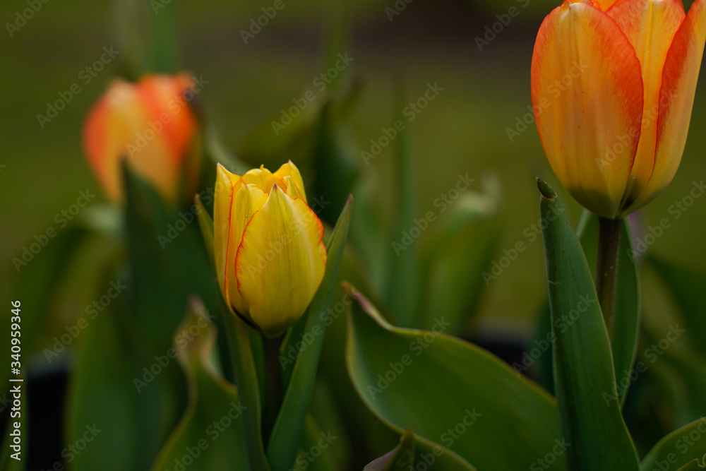 Beautiful tulips growing outside. Bright orange and yellow flowers. Beautiful tulips growing outside. Bright orange and yellow flowers.
