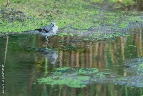 White Wagtail or Motacilla alba. Wagtails is a genus of songbirds. Wagtail is one of the most useful birds. It kills mosquitoes and flies, which deftly chases in the air photo