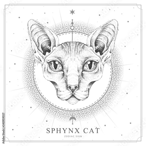 Modern magic witchcraft card with  sphynx cat. Realistic hand drawing sphynx cat head