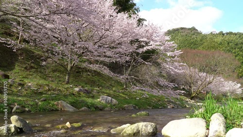 Cherry blossom flowers are in bloom beside a stream in Fukuoka city, JAPAN. without sounds