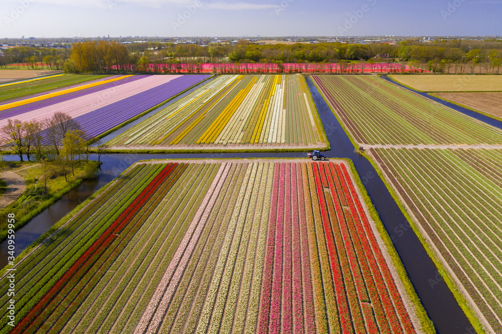 Obraz premium Tulipfields in full blossom from above in Holland with a single tractor