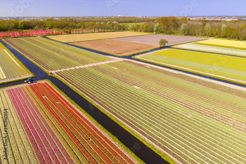 Tulipfields in full blossom from above in Holland