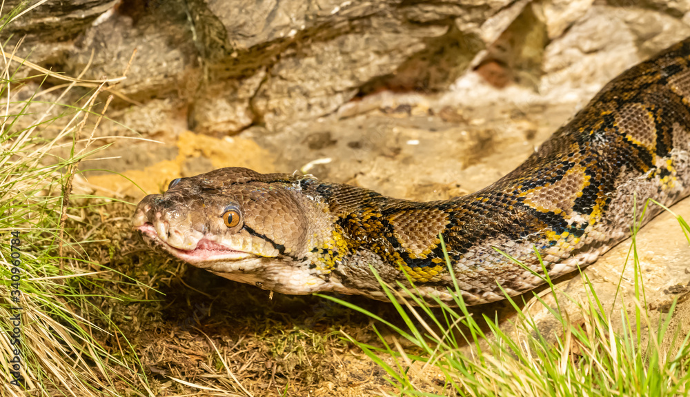 Fototapeta premium portrait of big python snake (Python molurus)