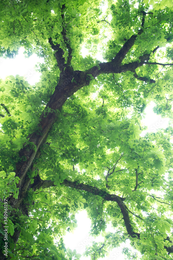 Fototapeta premium Looking up into horse chestnut tree showing fresh spring leaves